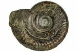 Fossil Ammonite (Hildoceras) - England #104544-1
